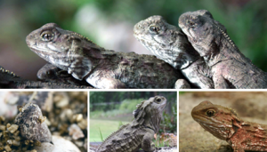 Tuatara Image Template